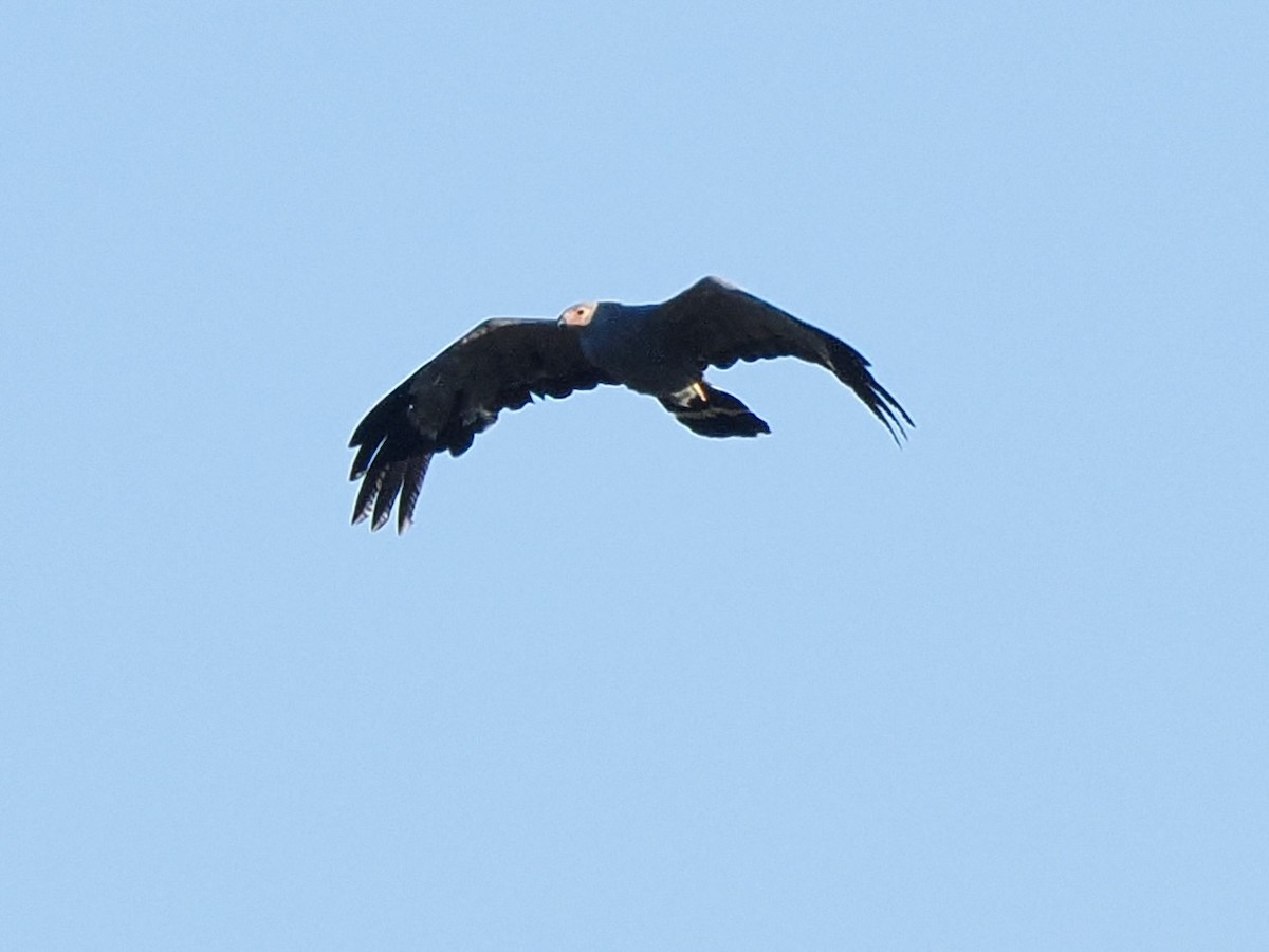 African Harrier-Hawk - ML616245594