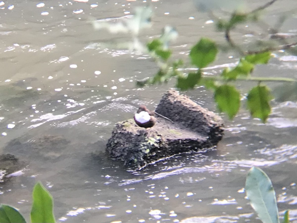 White-throated Dipper - ML616245612