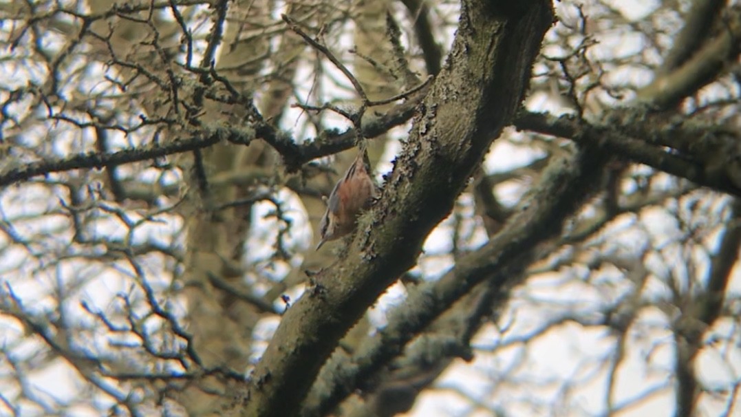 Eurasian Nuthatch (Western) - ML616245628