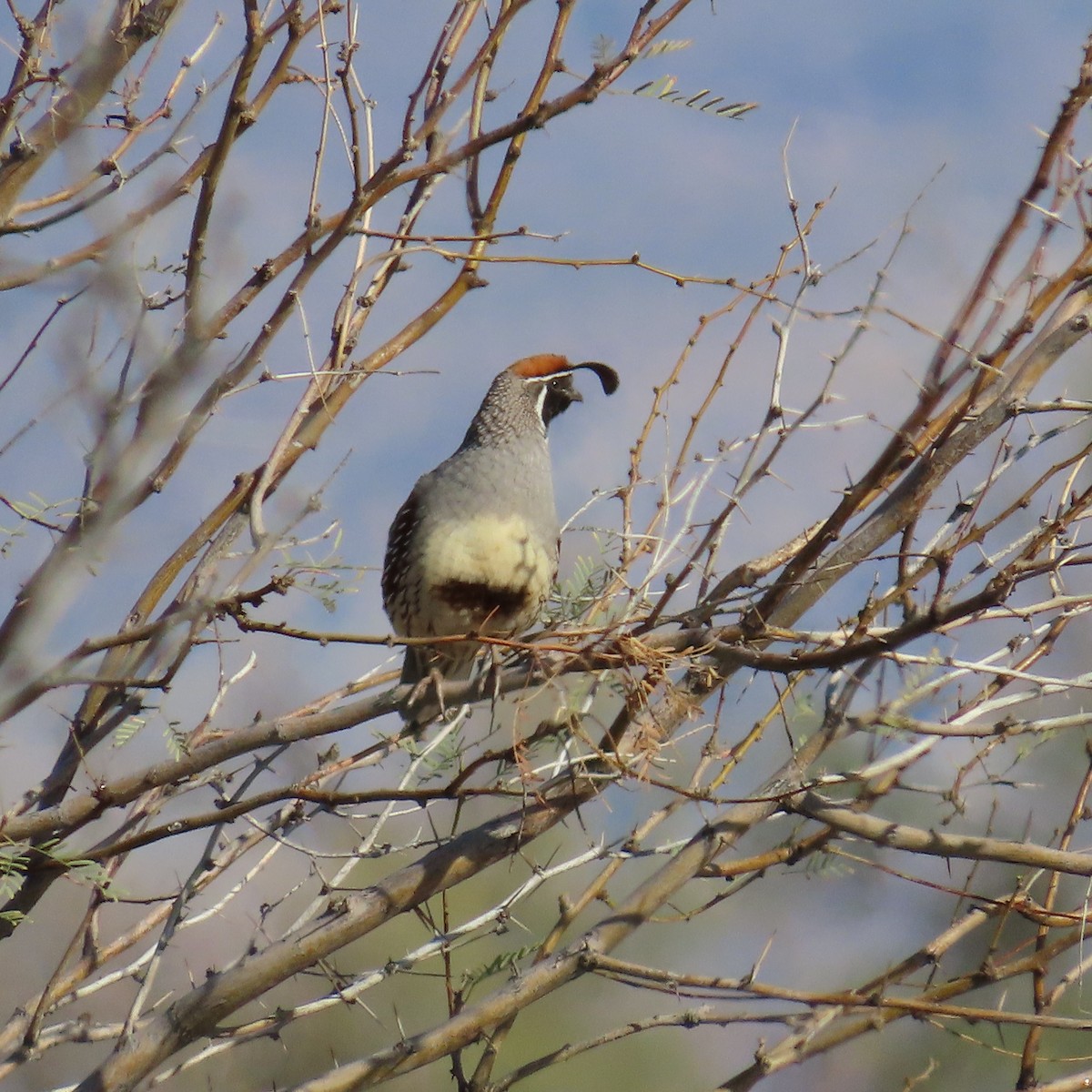 Gambel's Quail - ML616245696