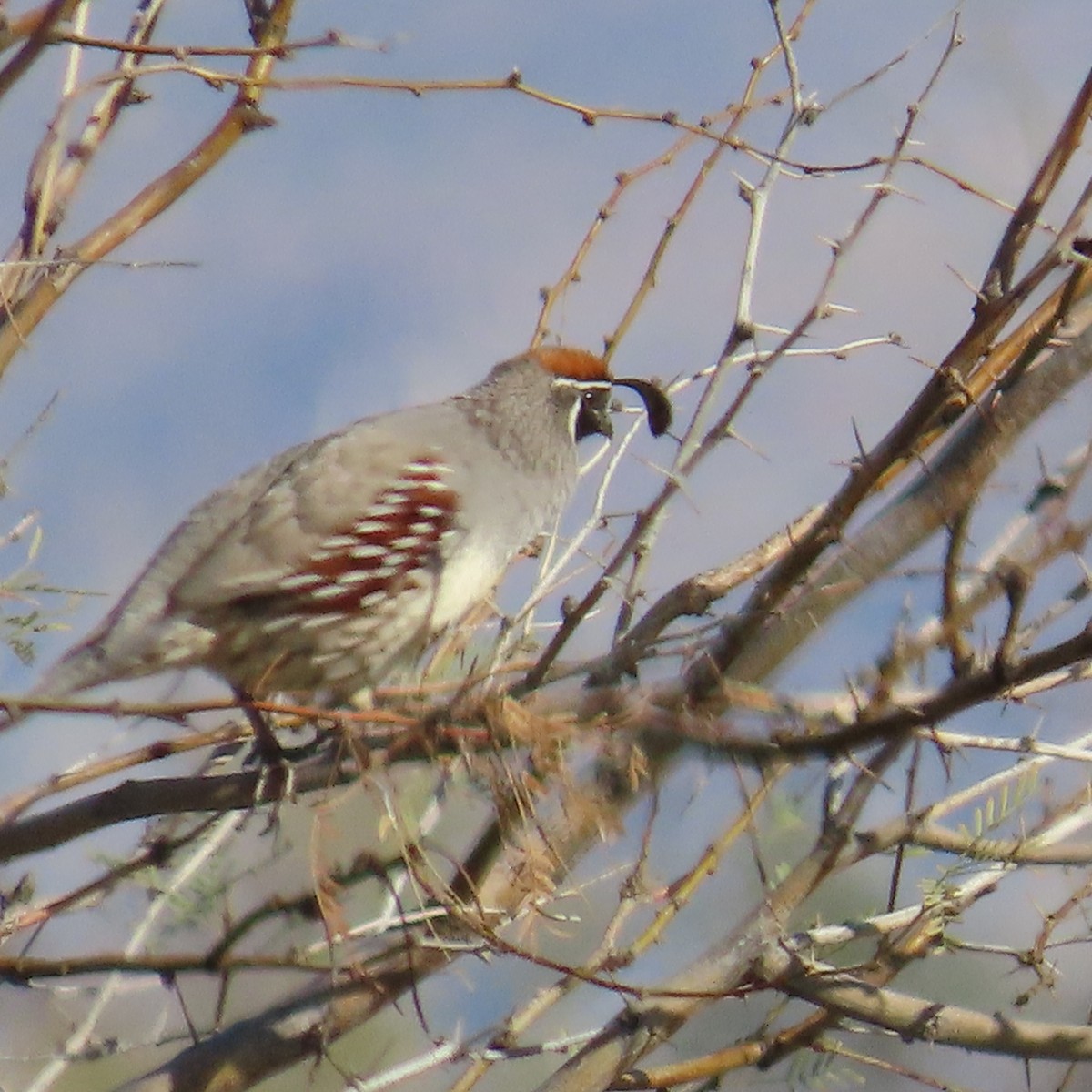 Gambel's Quail - ML616245737