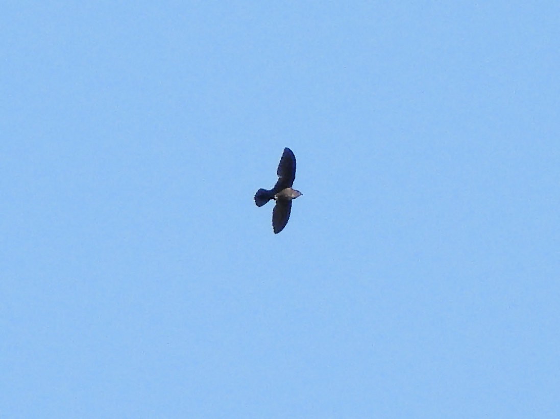 Mottled Spinetail - ML616245752