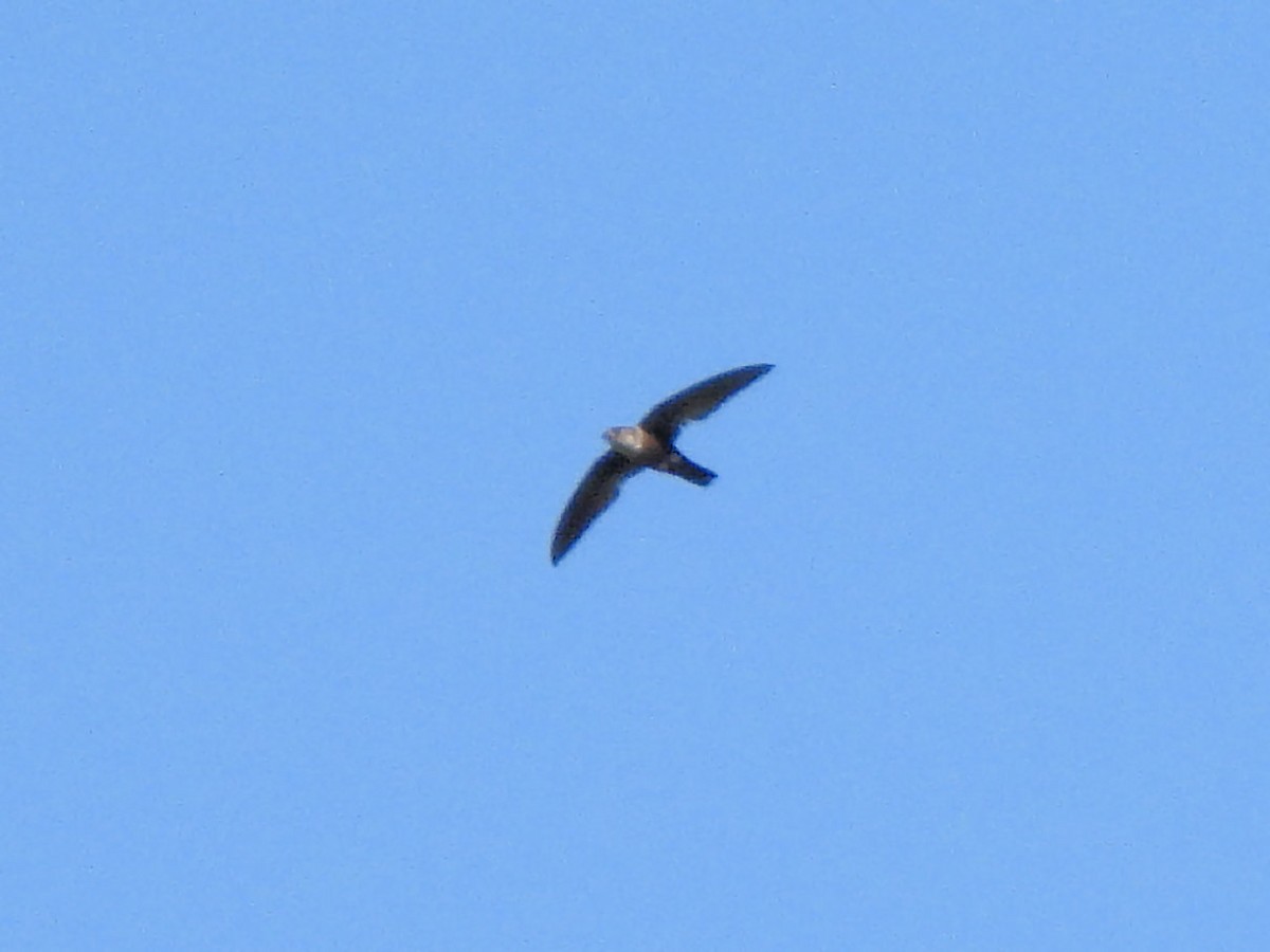 Mottled Spinetail - Teresa Cohen