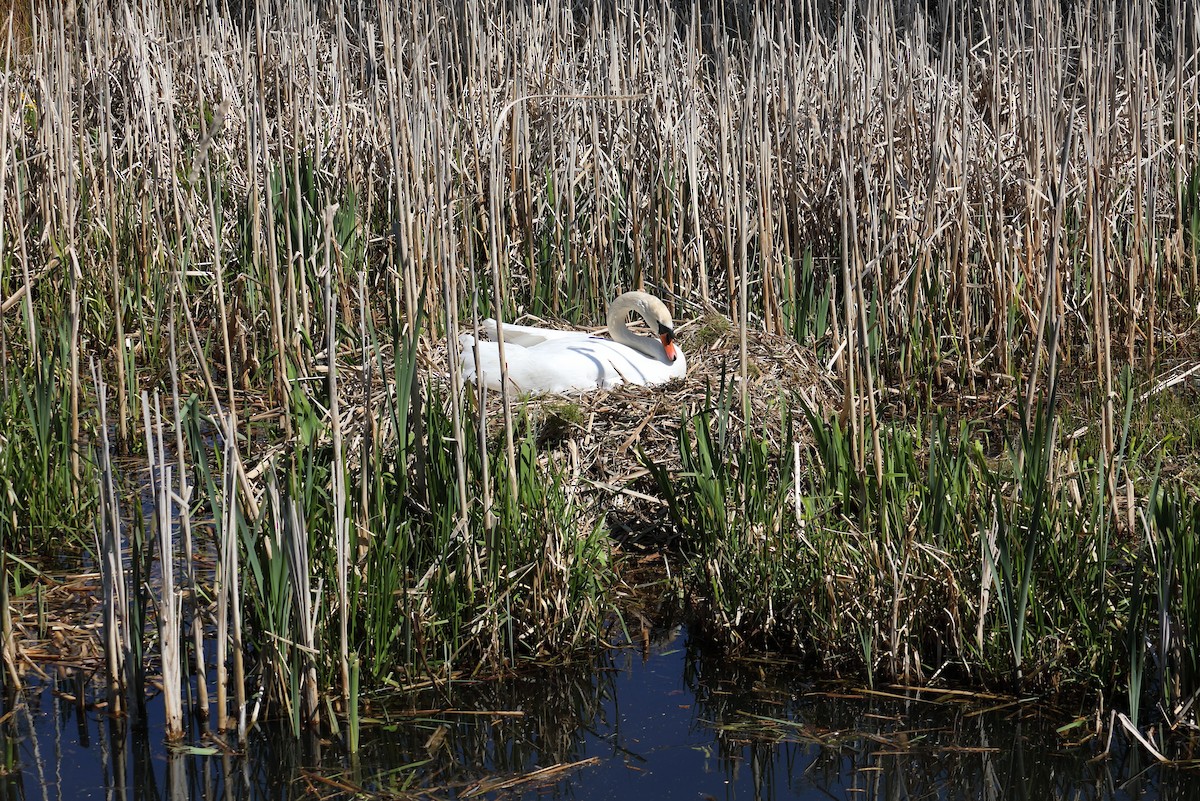 Mute Swan - Corné Pieterse