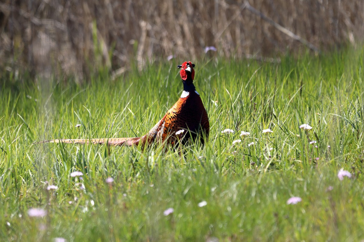 Ring-necked Pheasant - ML616245777