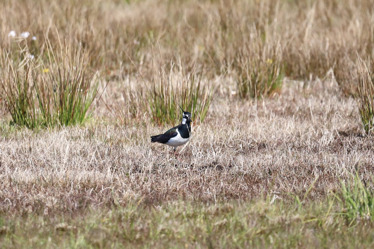 Northern Lapwing - ML616245781