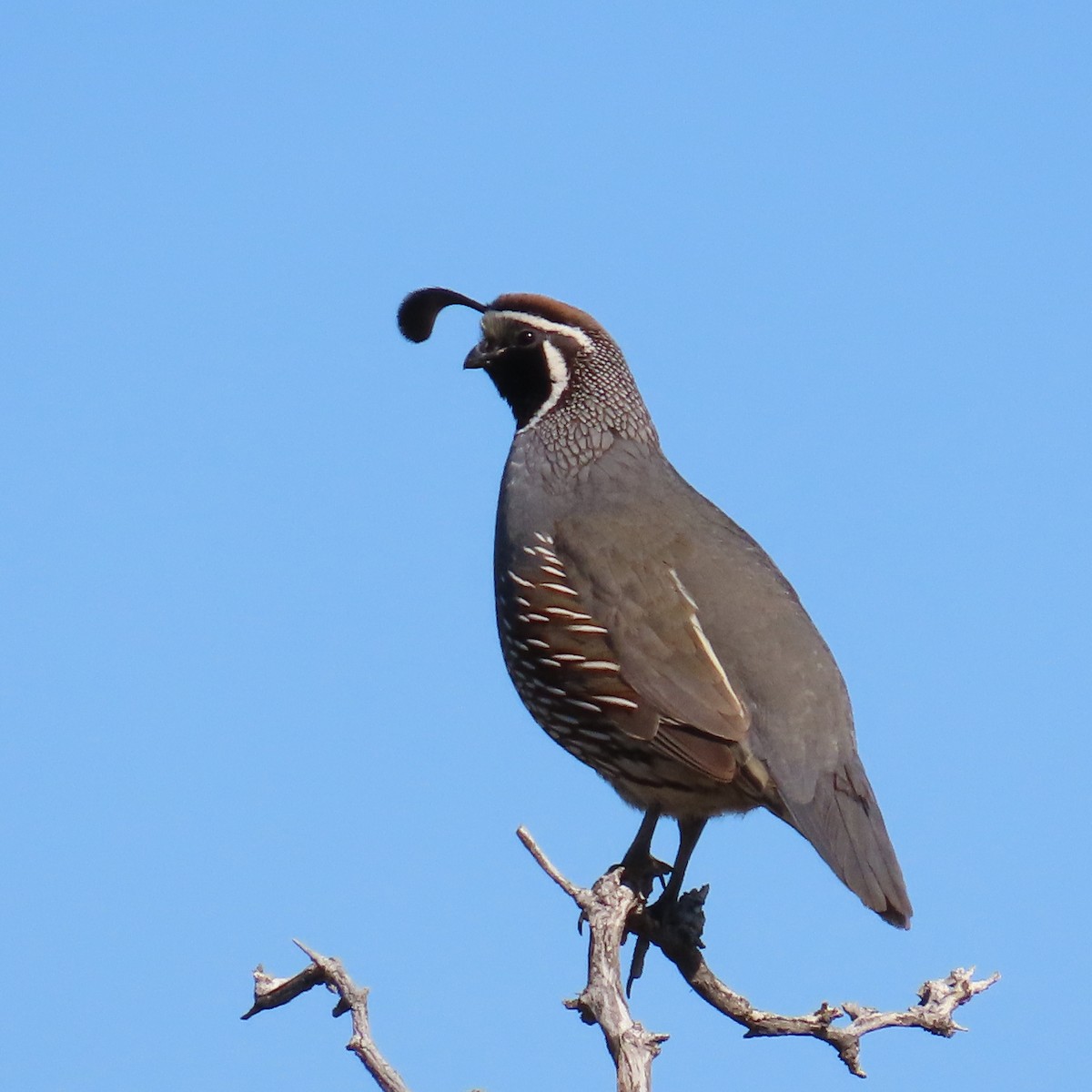 California Quail - ML616245786