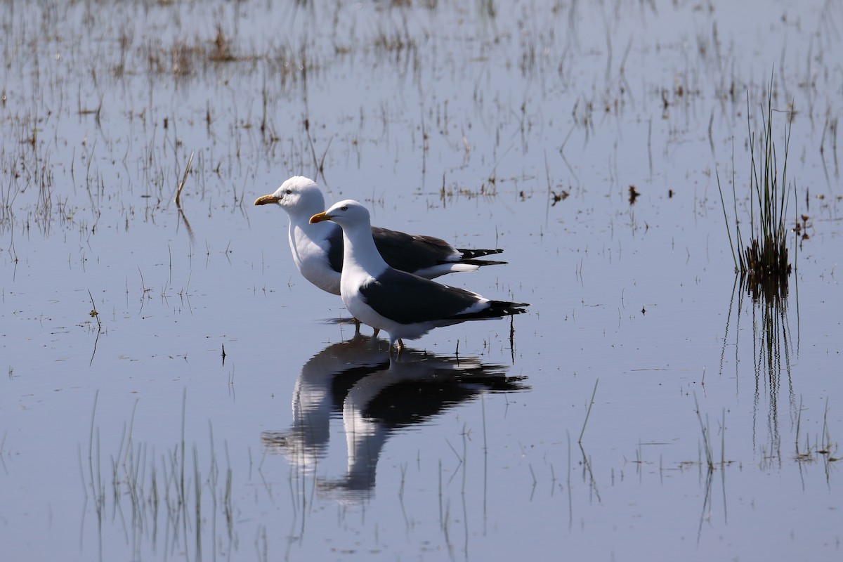 Lesser Black-backed Gull - ML616245789