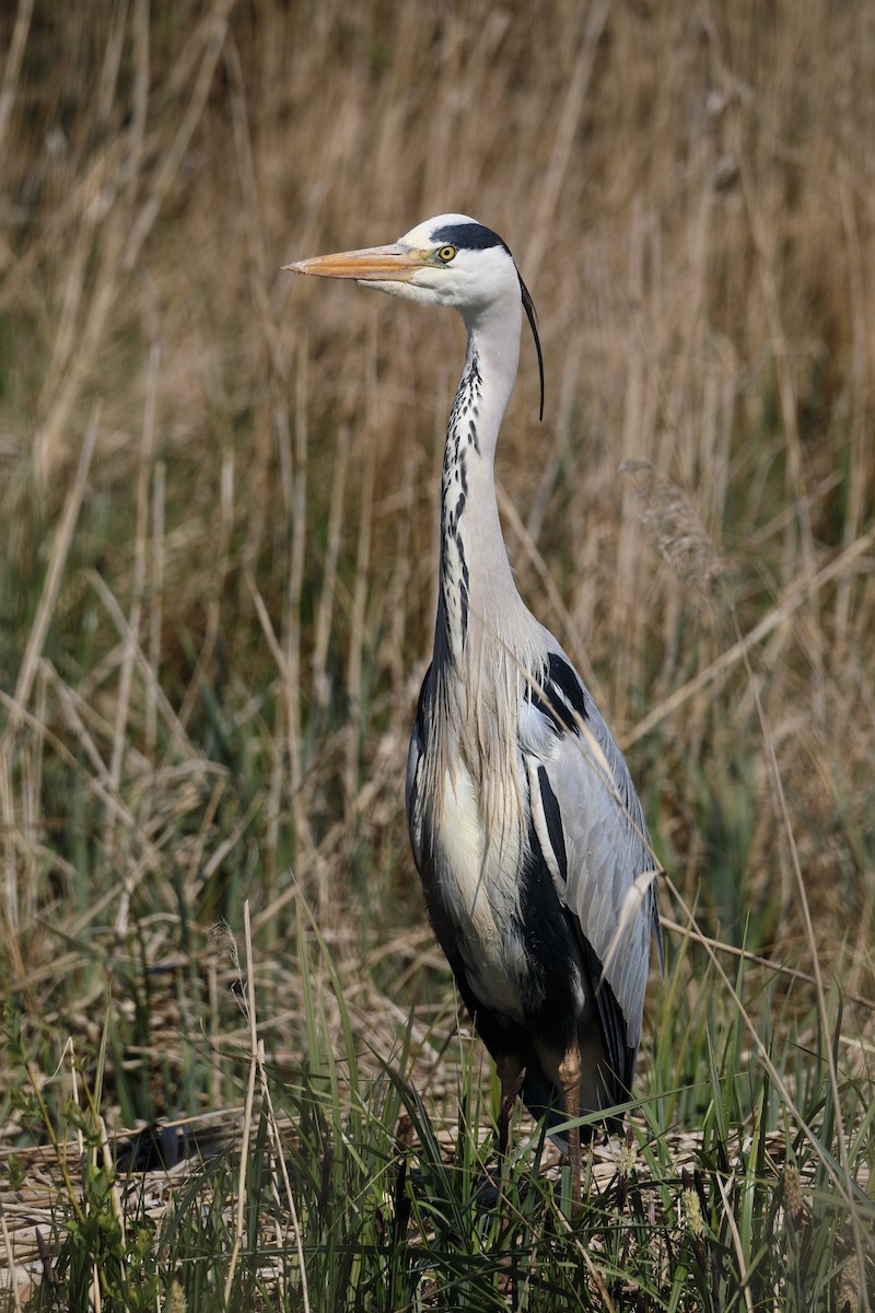 Gray Heron - ML616245794