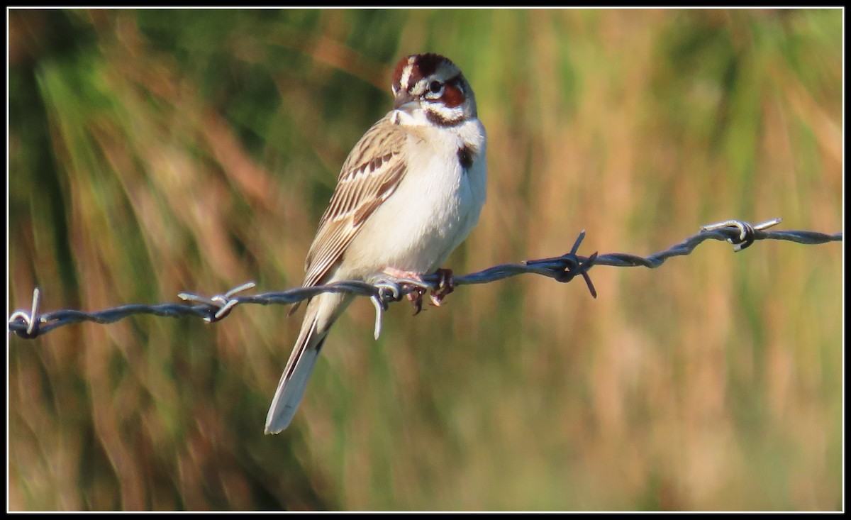 Lark Sparrow - ML616245795