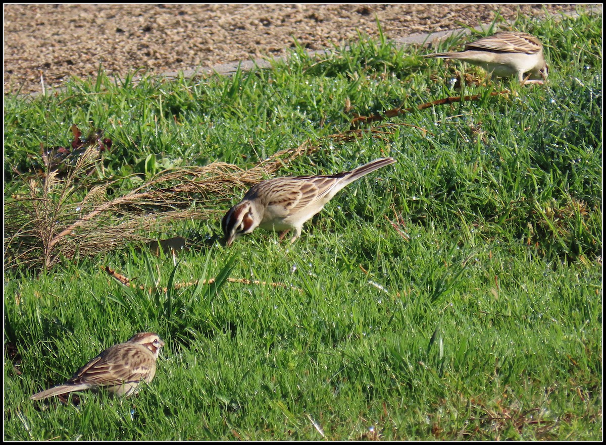 Lark Sparrow - ML616245799