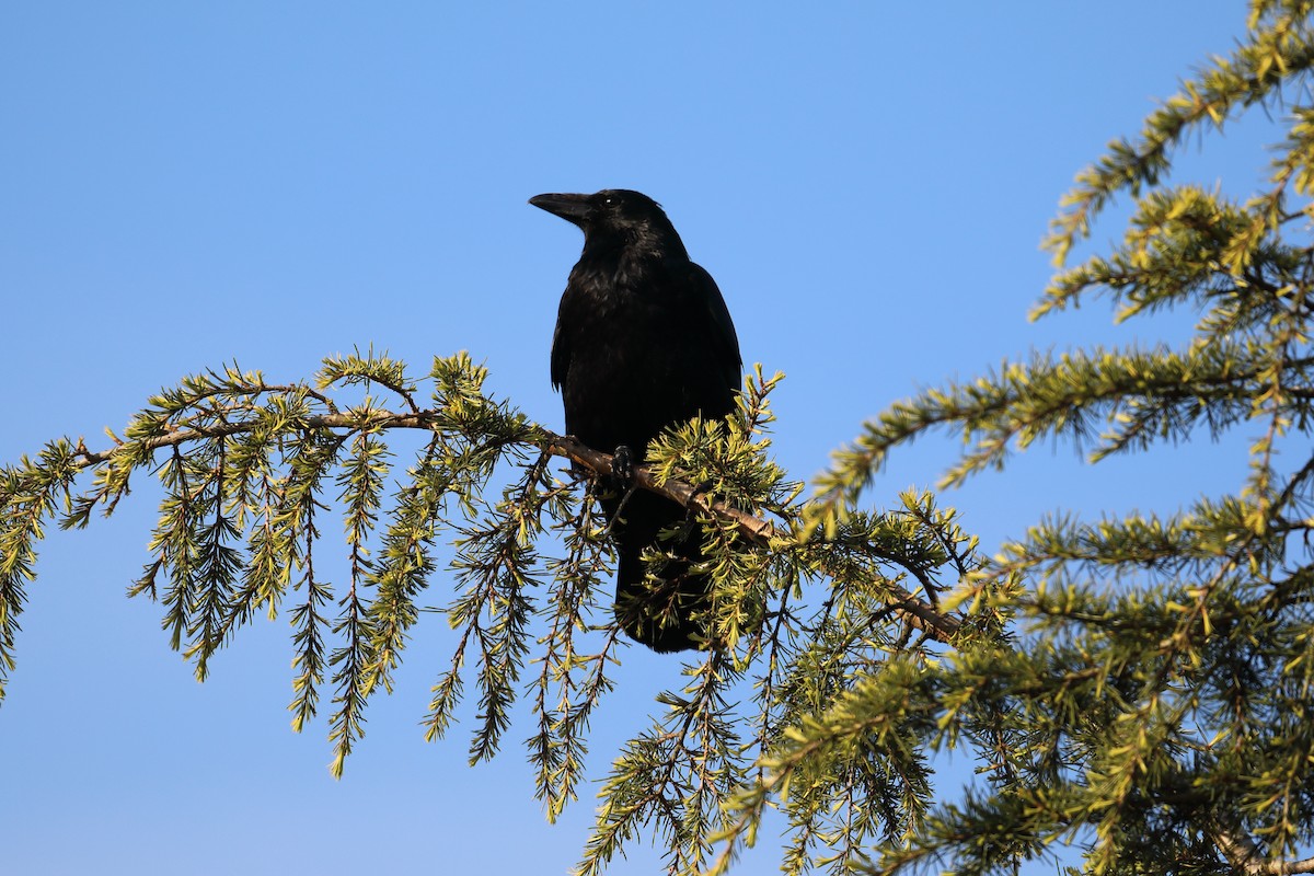 Carrion Crow - ML616245804