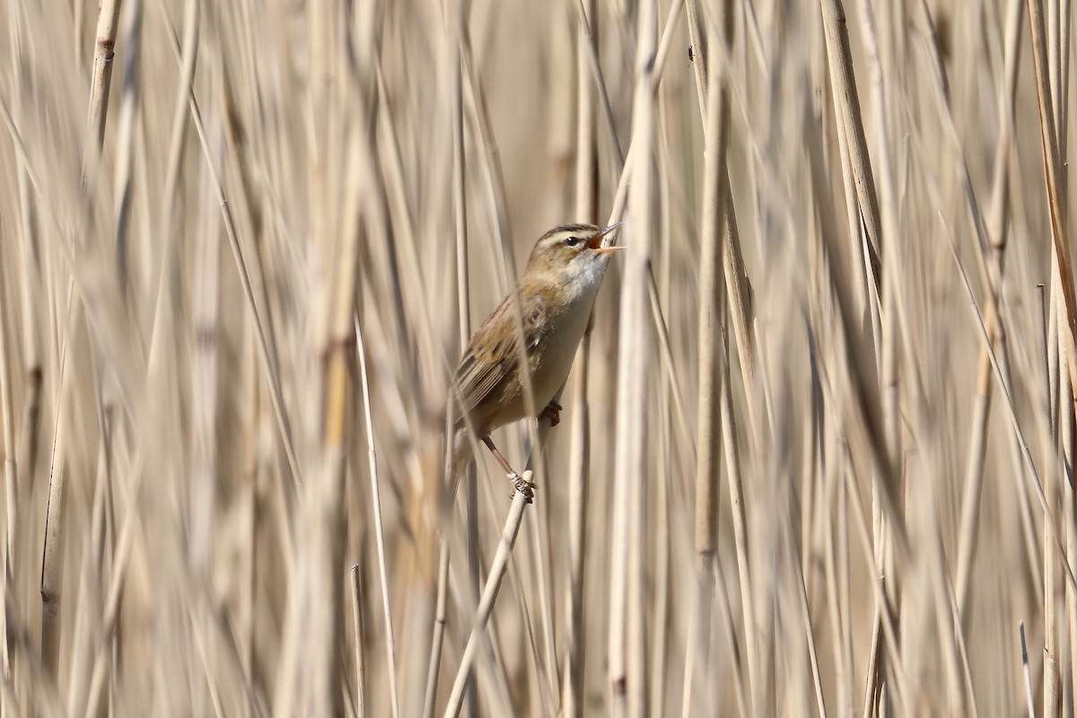 Sedge Warbler - ML616245821