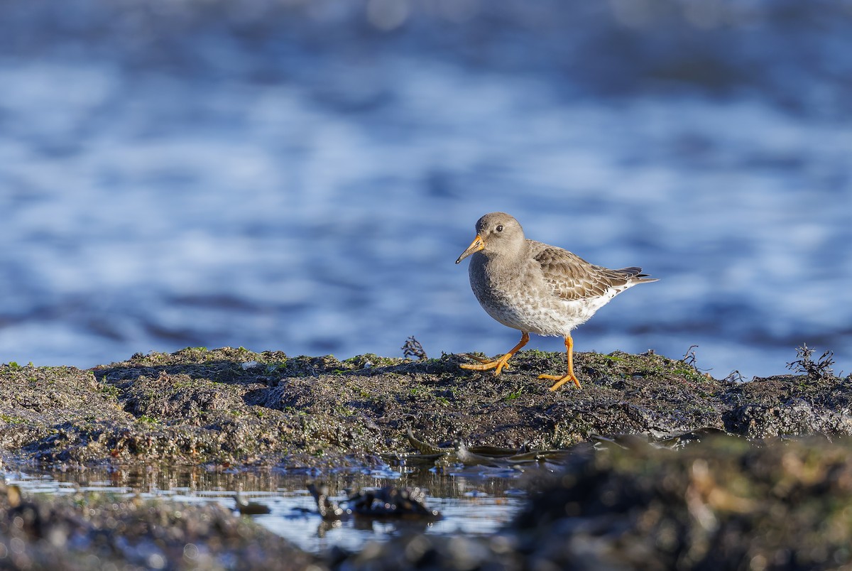 Purple Sandpiper - ML616245831