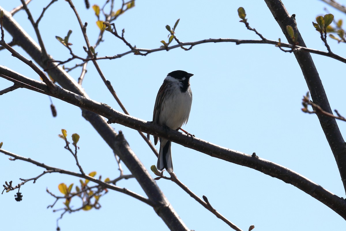 Reed Bunting - ML616245842