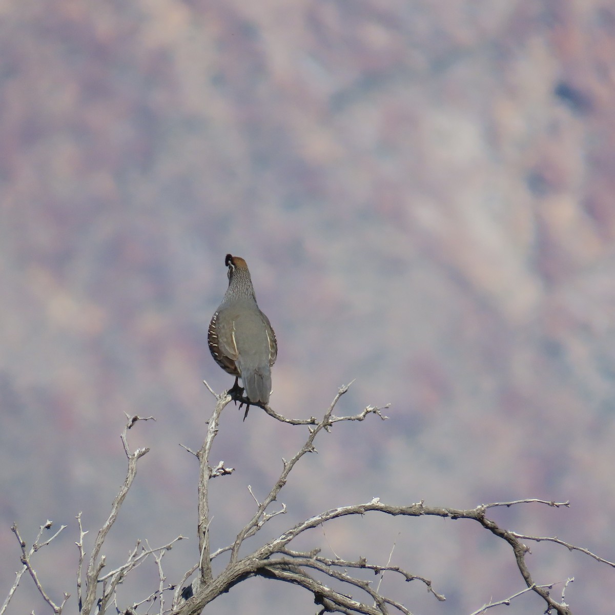 California Quail - ML616245846