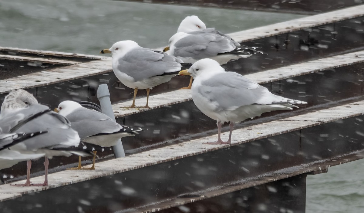 Iceland Gull - Gale VerHague
