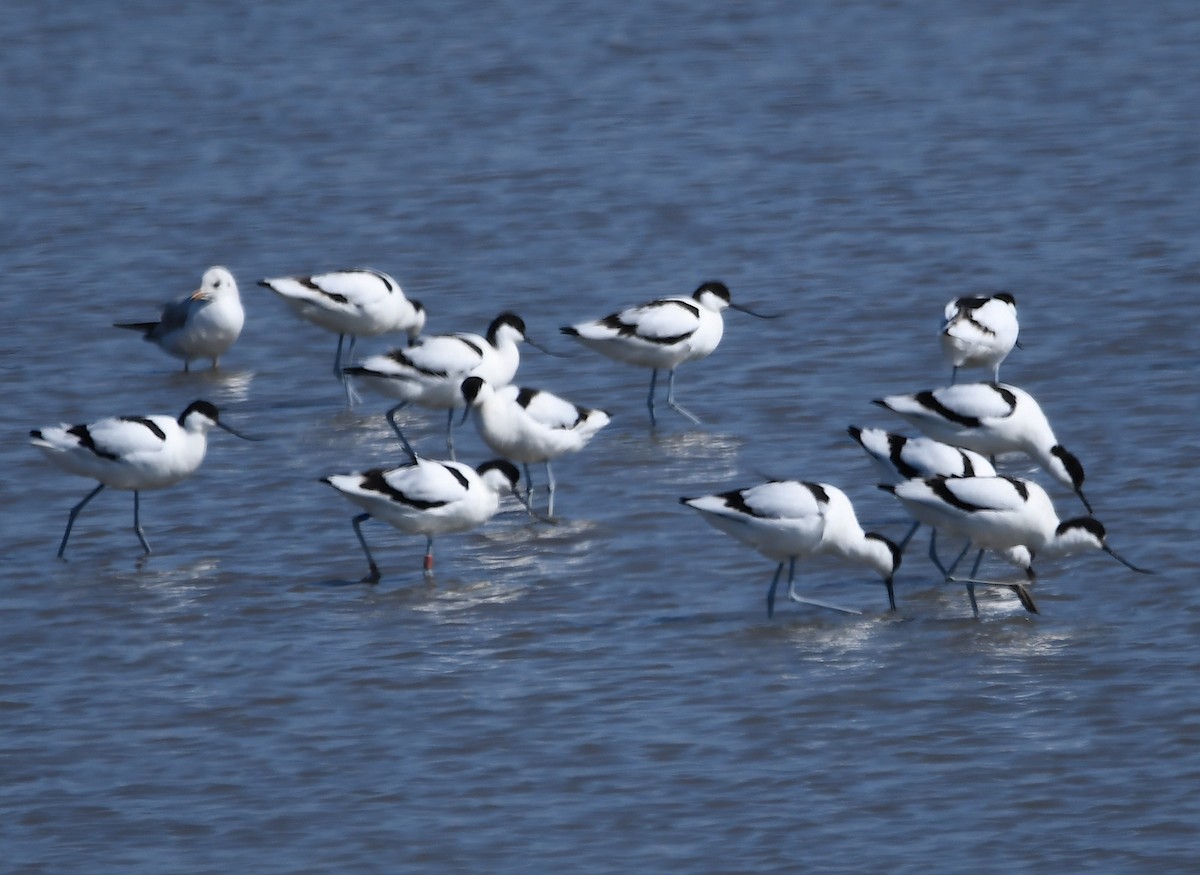 Avocette élégante - ML616245862