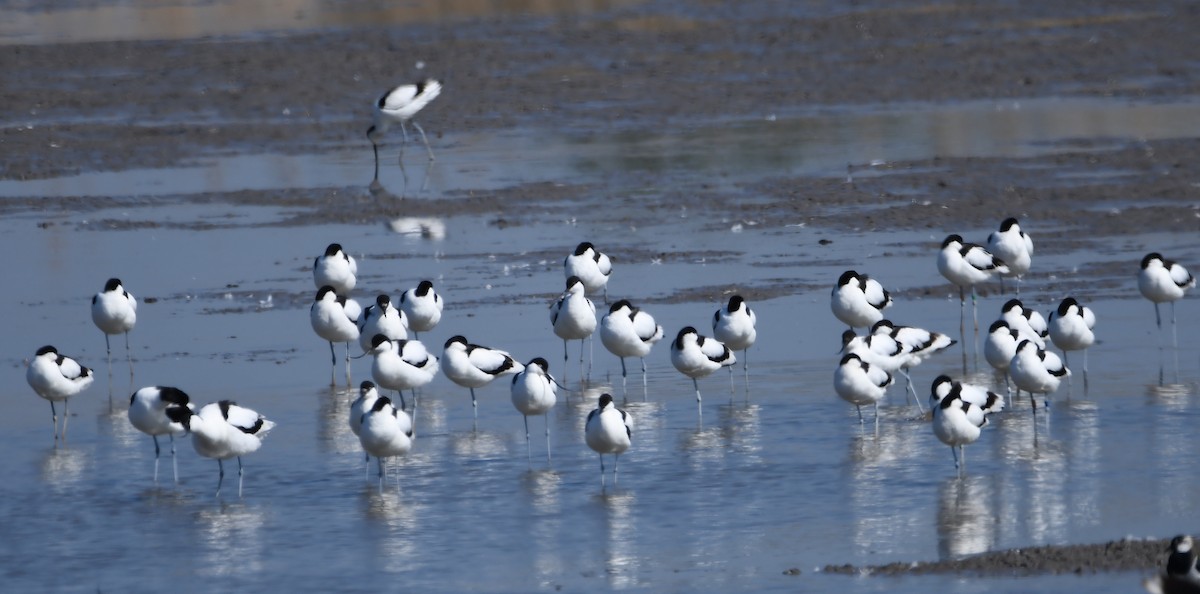 Pied Avocet - ML616245864