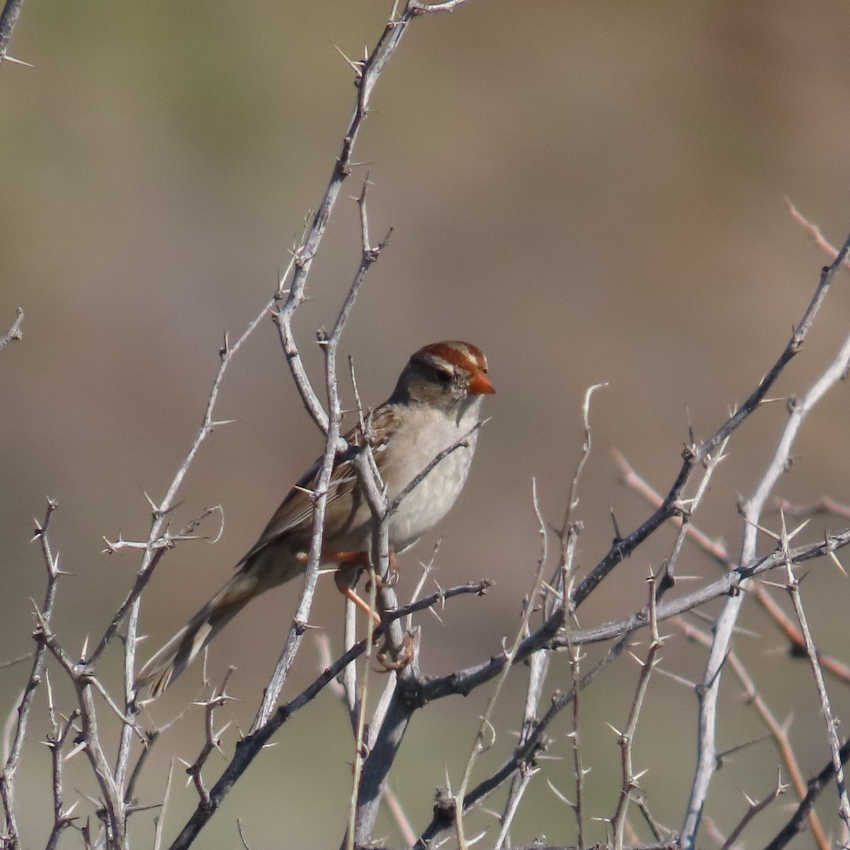 Bruant à couronne blanche - ML616245932