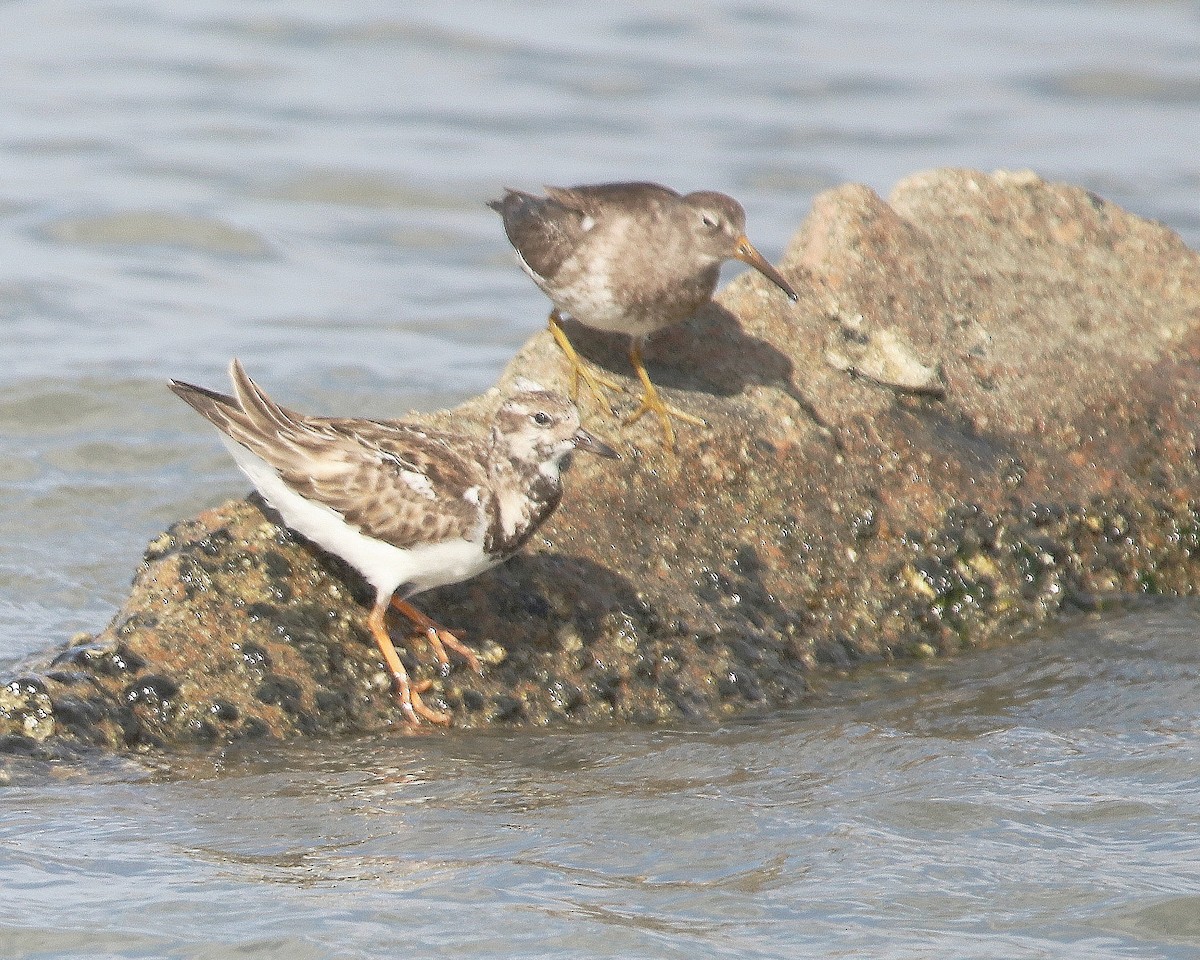 Purple Sandpiper - ML616245951