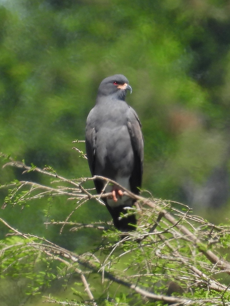 Schneckenbussard - ML616245960