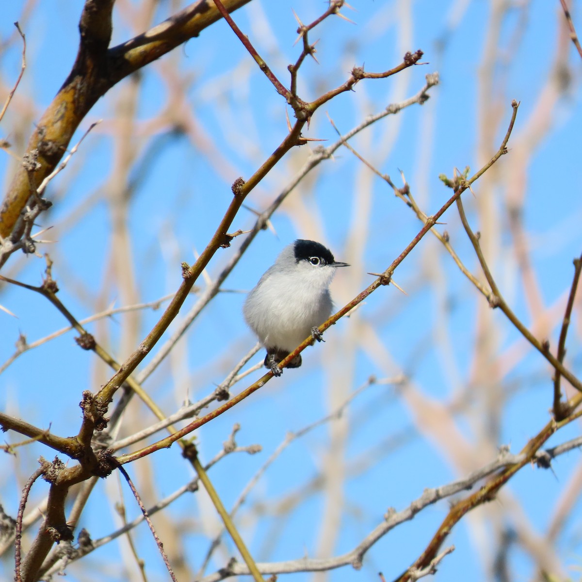 Black-tailed Gnatcatcher - ML616245962