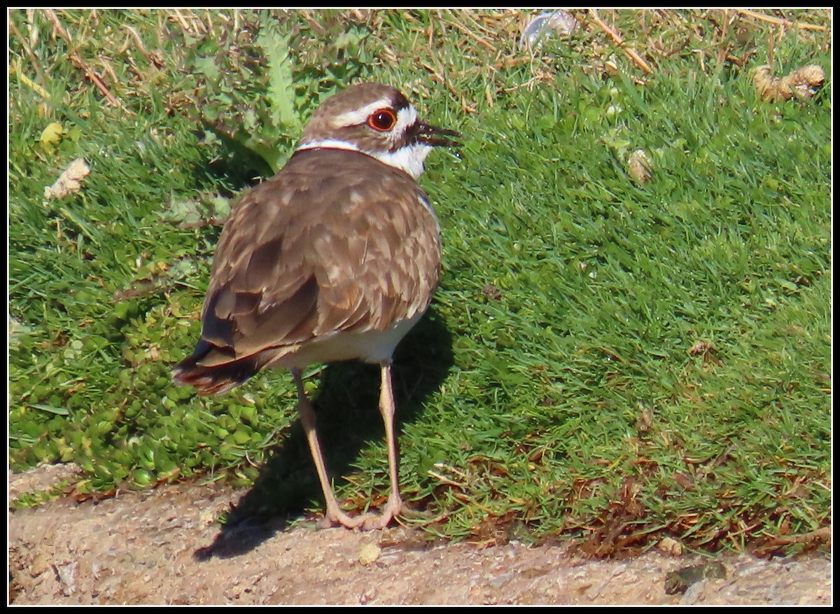 Killdeer - ML616245977