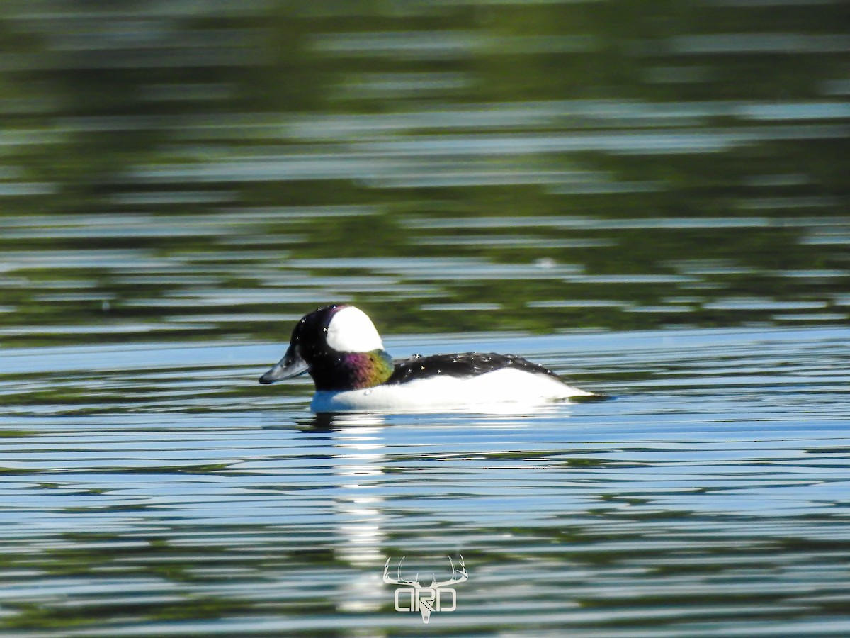 Bufflehead - ML616246099