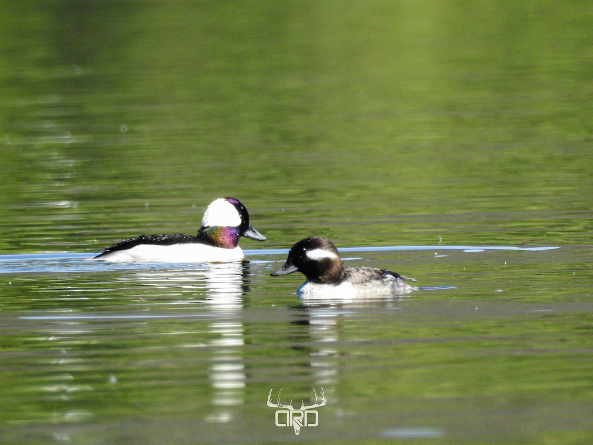 Bufflehead - ML616246109