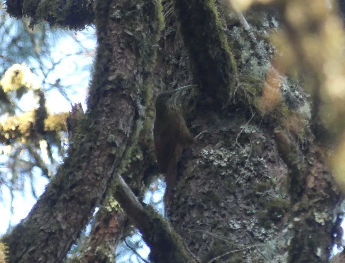 Strong-billed Woodcreeper - ML616246118