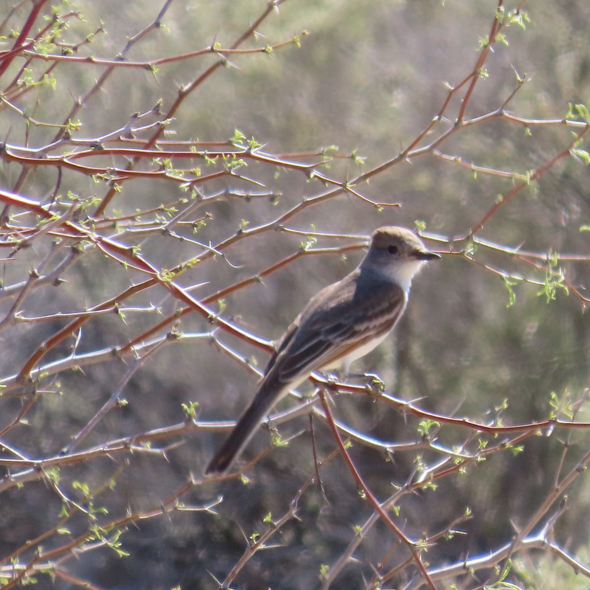 Ash-throated Flycatcher - ML616246192