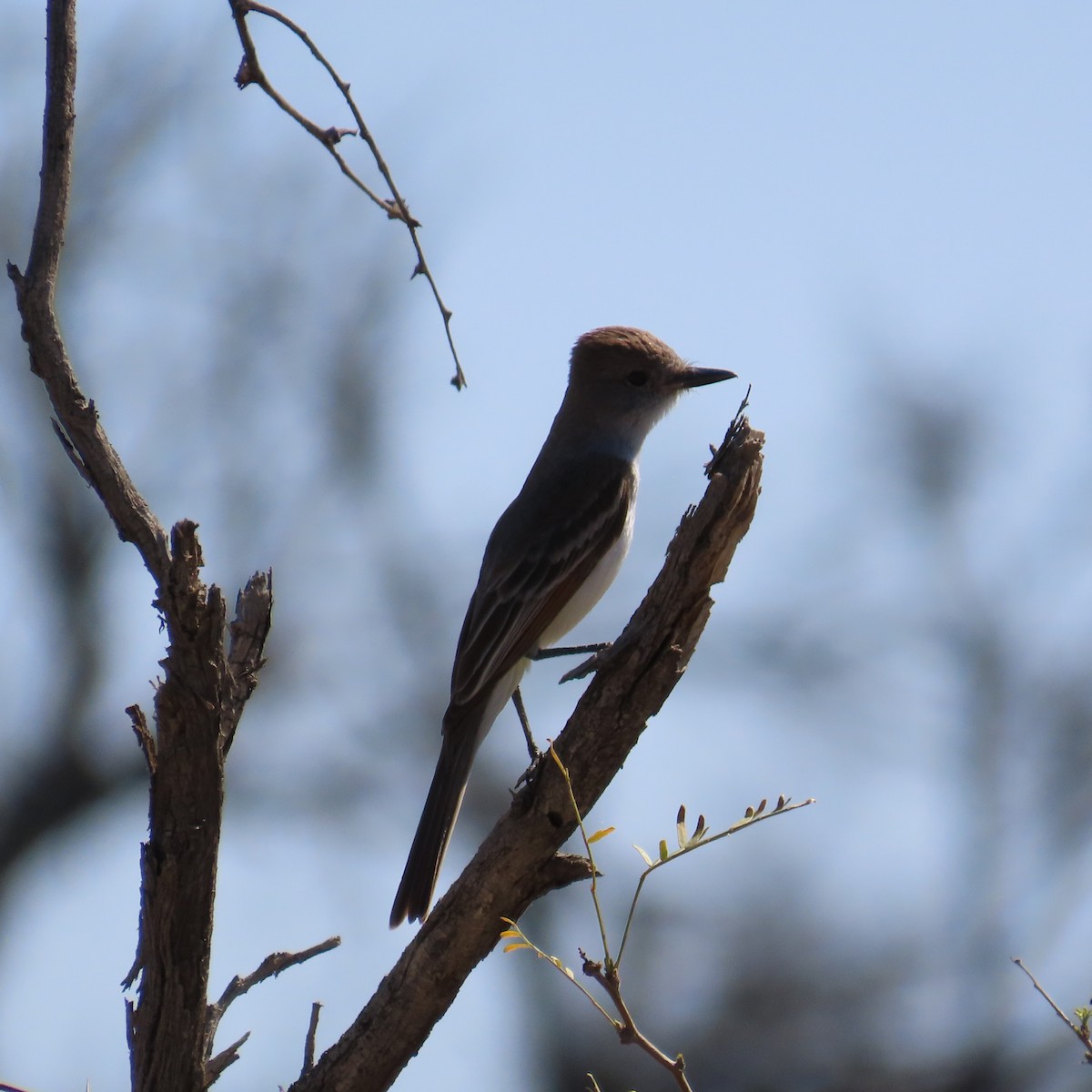 Ash-throated Flycatcher - ML616246237