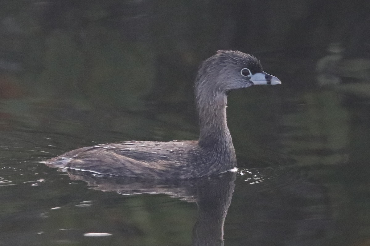 Pied-billed Grebe - Diana Cook