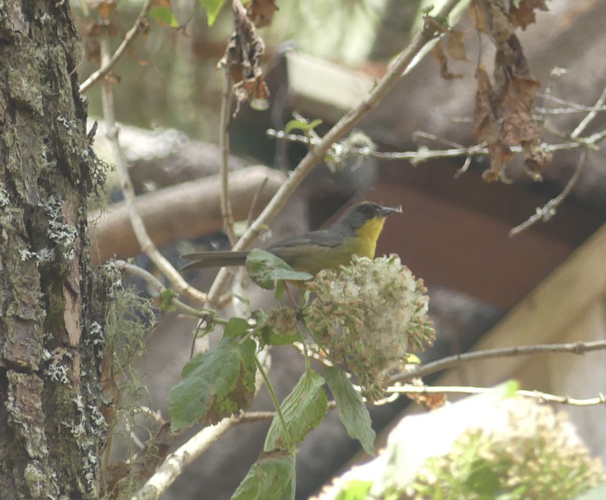 Rufous-capped Brushfinch - ML616246274