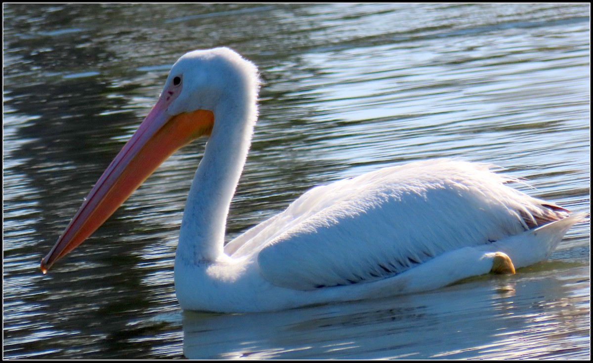 American White Pelican - Peter Gordon