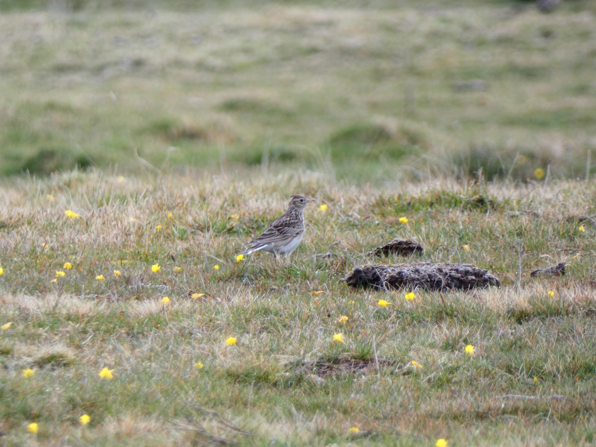 Eurasian Skylark - Raúl Marín Torralba