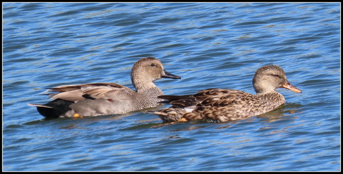 Gadwall - Peter Gordon