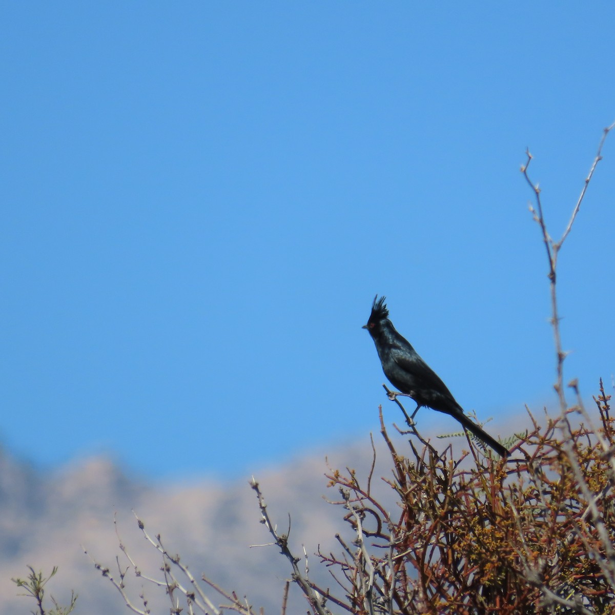 Capulinero Negro - ML616246410