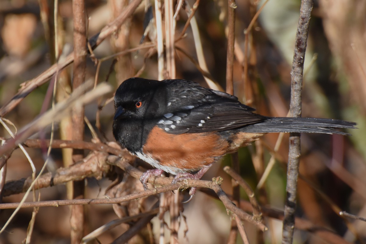 Spotted Towhee - ML616246446