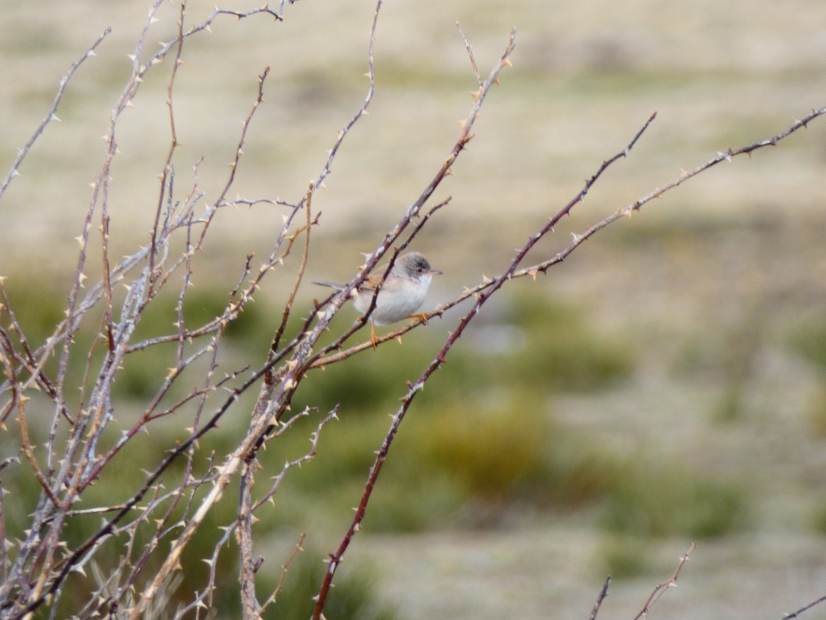 Spectacled Warbler - ML616246461