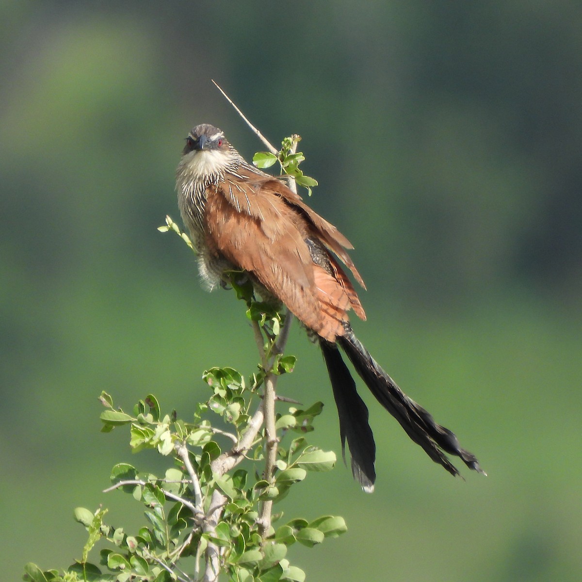 White-browed Coucal - ML616246625