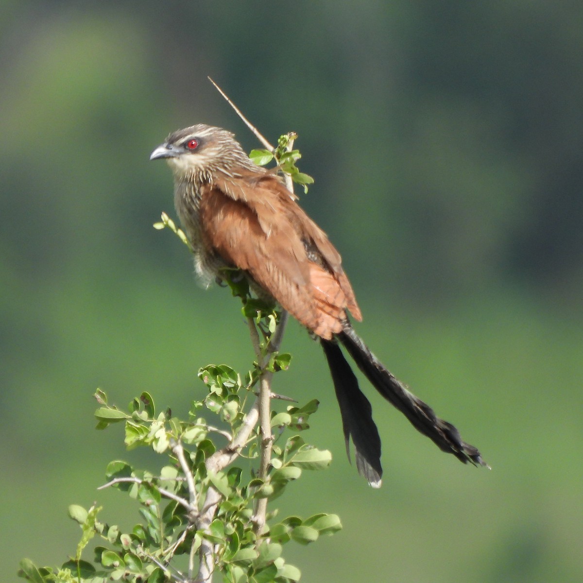 White-browed Coucal - ML616246630