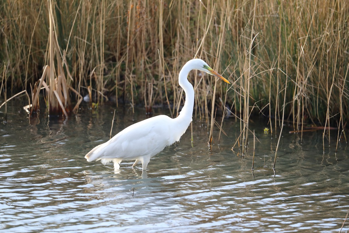 Great Egret - ML616246687