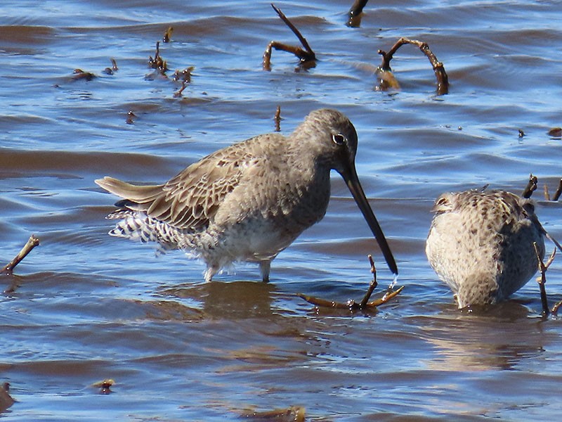 Long-billed Dowitcher - ML616246690