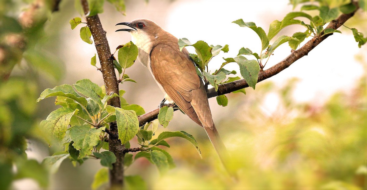 Black-billed Cuckoo - ML61624671