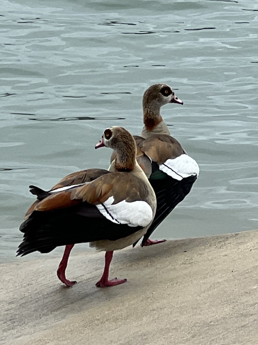 Egyptian Goose - ML616246734