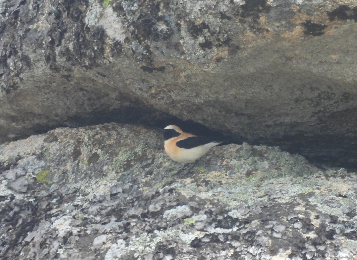 Western Black-eared Wheatear - Miguel Martín Diego