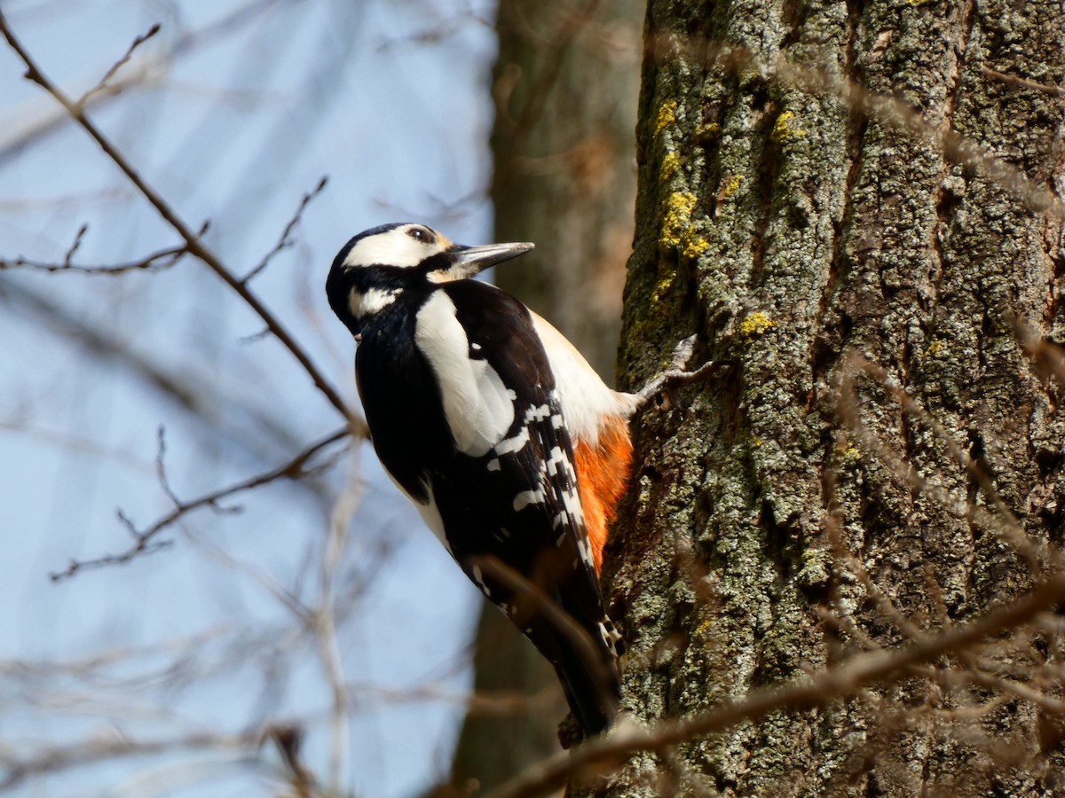 Great Spotted Woodpecker - ML616246909