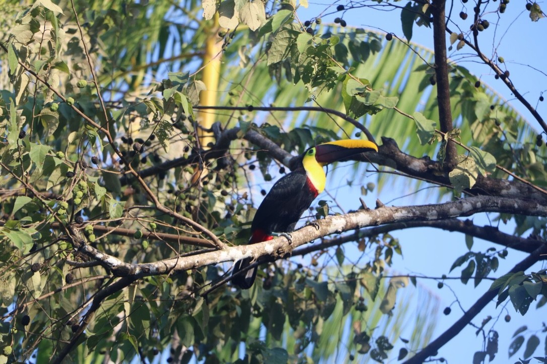 Yellow-throated Toucan - ML616246927